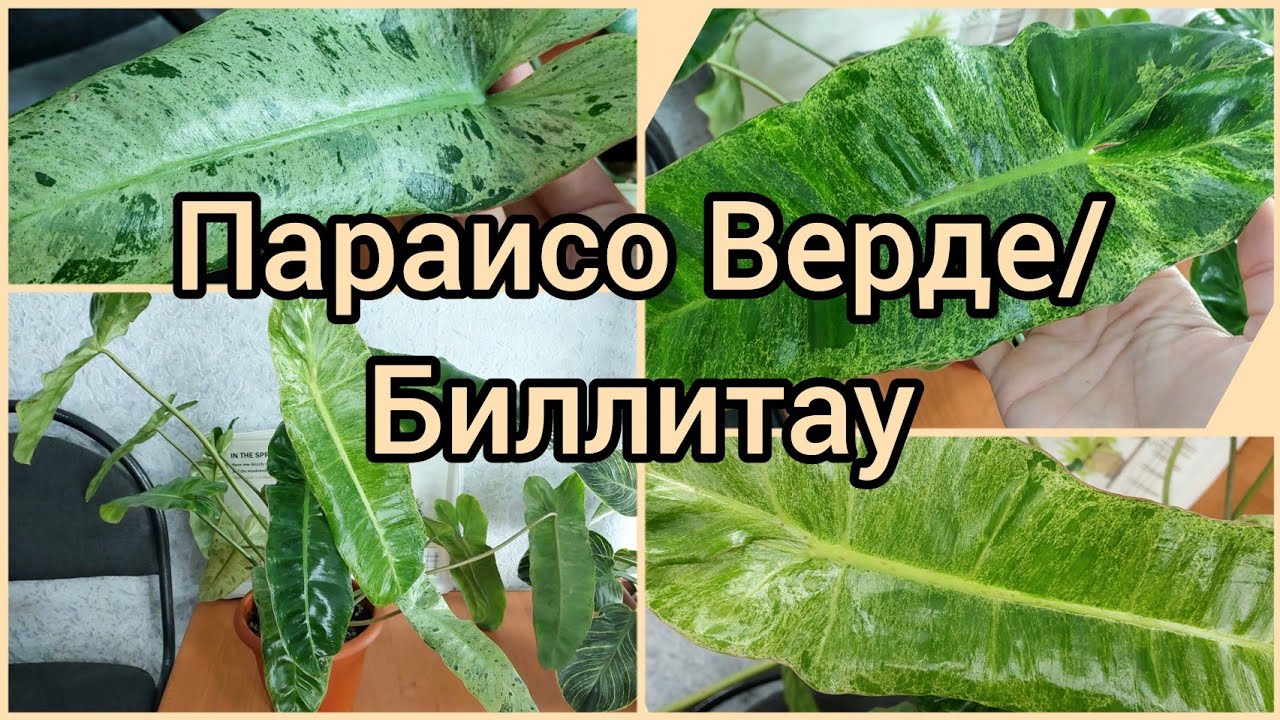 Параисо Верде/Биллитау восстанавливает окрас летом?☀️Результат🌿 #филодендрон #цветы #растения