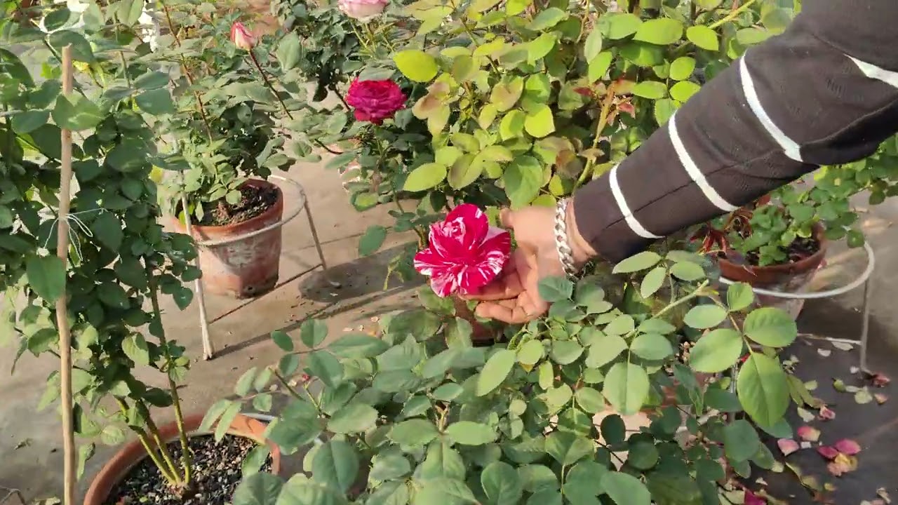 Valuable Information And Id About Rose's 