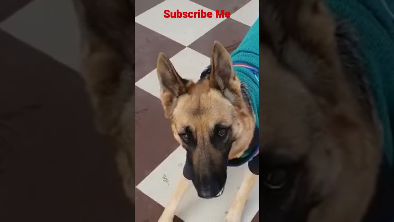 Roxy in a Fighting Mood | German Shepherd Attitude 