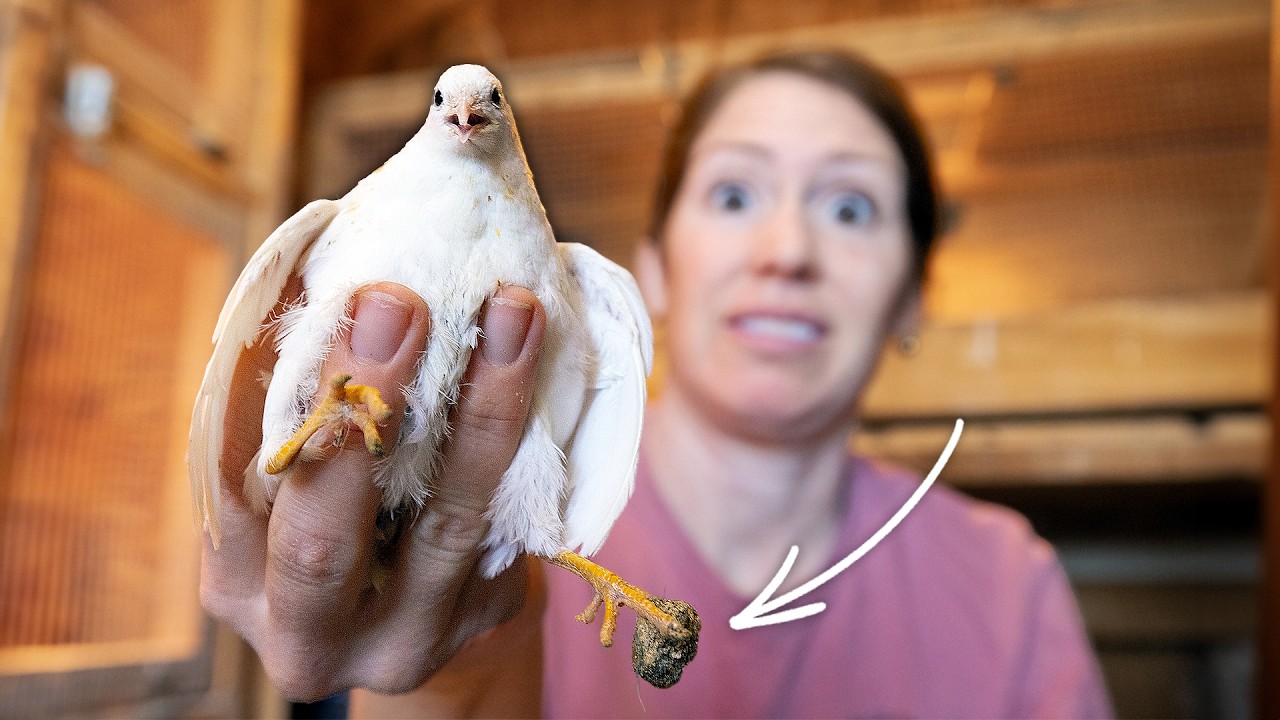 We Gave our Tiny Quail Pedicures