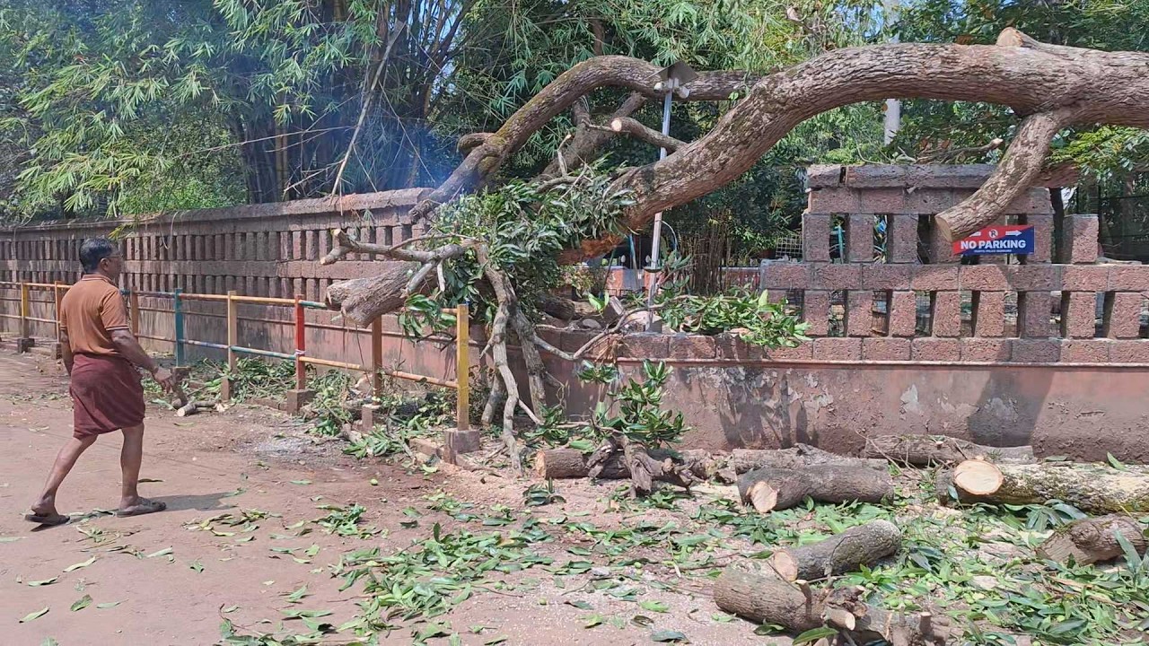ഇലക്ട്രിക്ക് പോസ്റ്റുകളും മതിലും തകർന്നു; വടകരയിൽ വൻ മരം കടപുഴകി വീണു, ദുരന്തം ഒഴിവായത് ഭാഗ്യത്തിന്