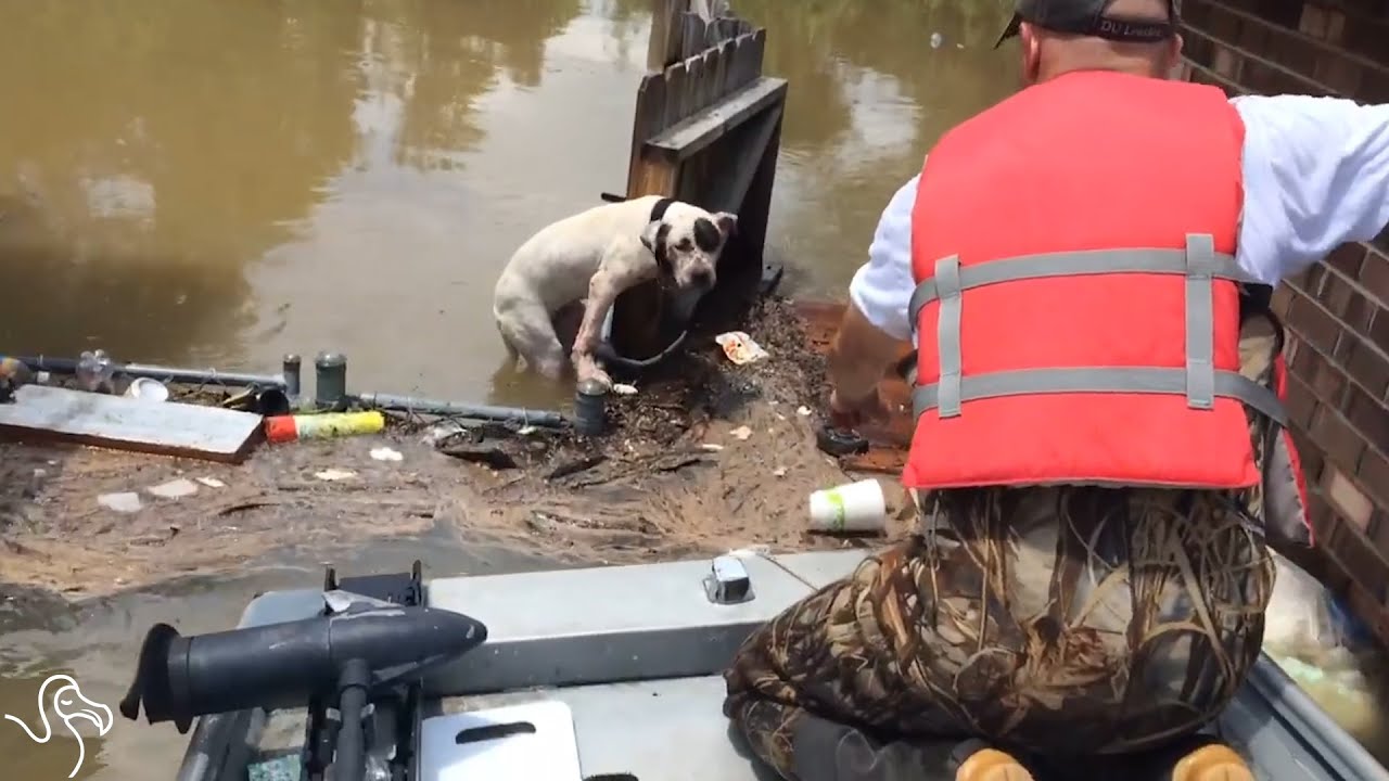 Rescuers Are Saving Stranded Dogs From Louisiana Floods