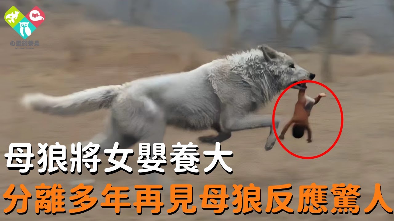 母狼將女嬰餵養長大後分離，時隔多年再次相見，母狼的反應震驚所有人！