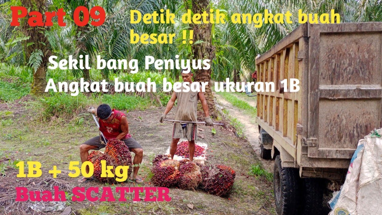 Detik -detik angkat buah besar !!!