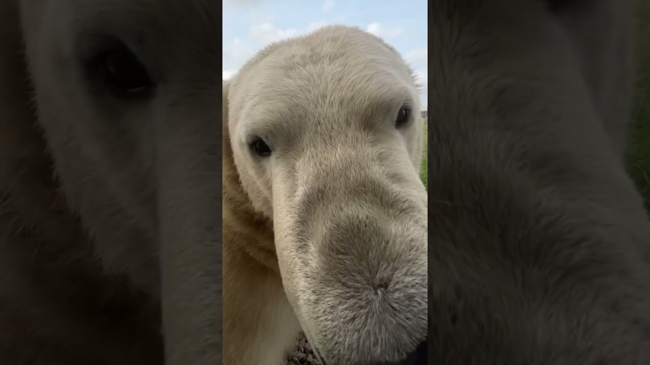 Hand feeding polar bears