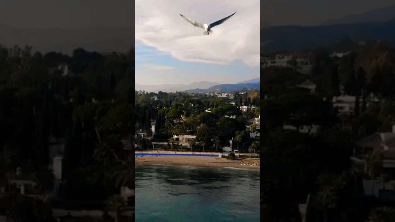 Avamar..#youtubeshorts #Marbella #love #bay #wow #embarcadero #shortvideo #shortsfeed #shortsvideo