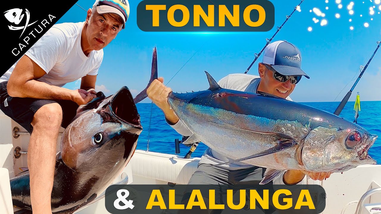 Traina d'altura: tonno rosso e alalunga