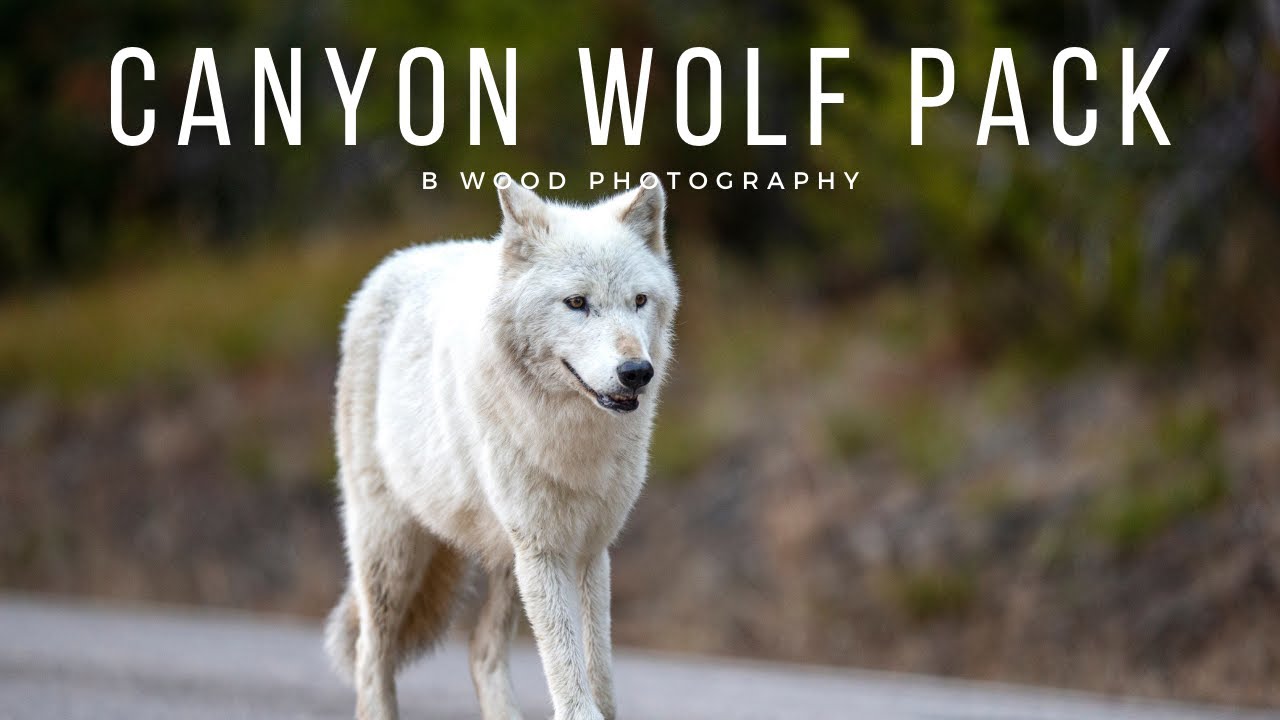 Canyon Wolf Pack
