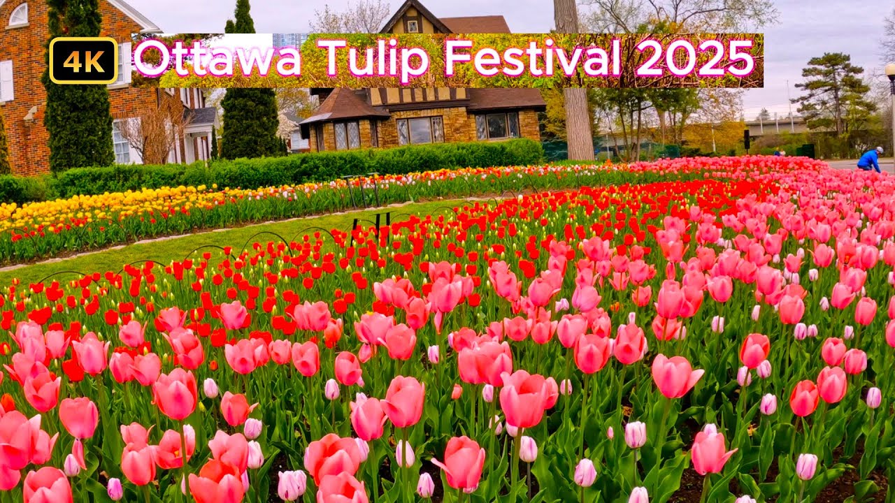 [4K] 🇨🇦 Ottawa Tulip Festival 2025 Tour | Beautiful and Colorful Tulips 🌷 💐🌷