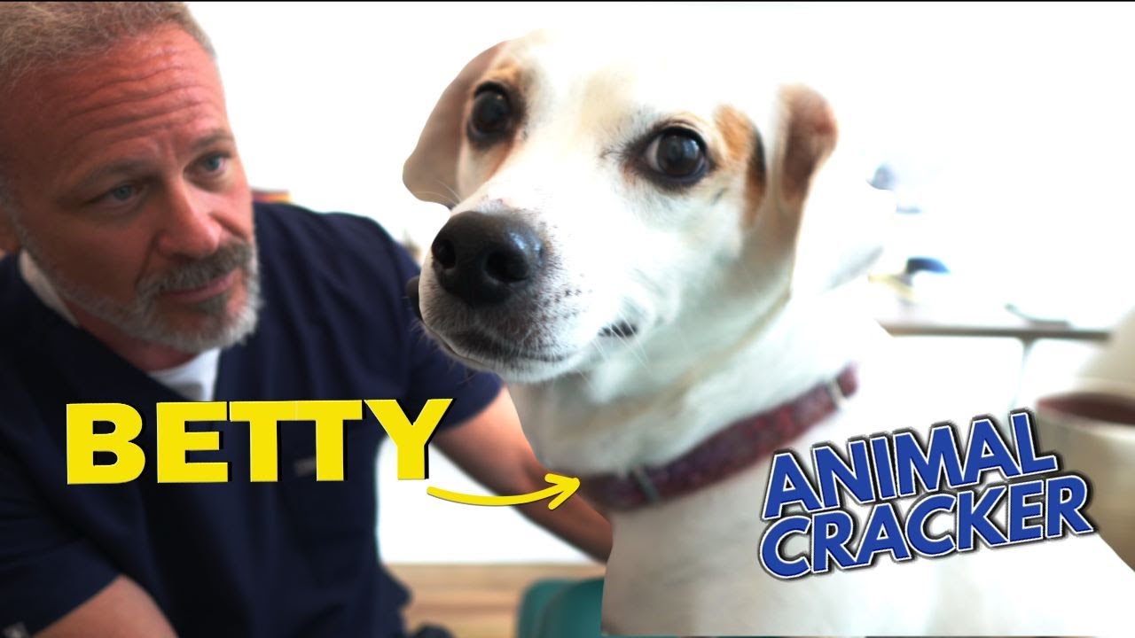 LITTLE DOG SHAKES AGAIN AFTER CHIROPRACTIC TREATMENT 😱🐾