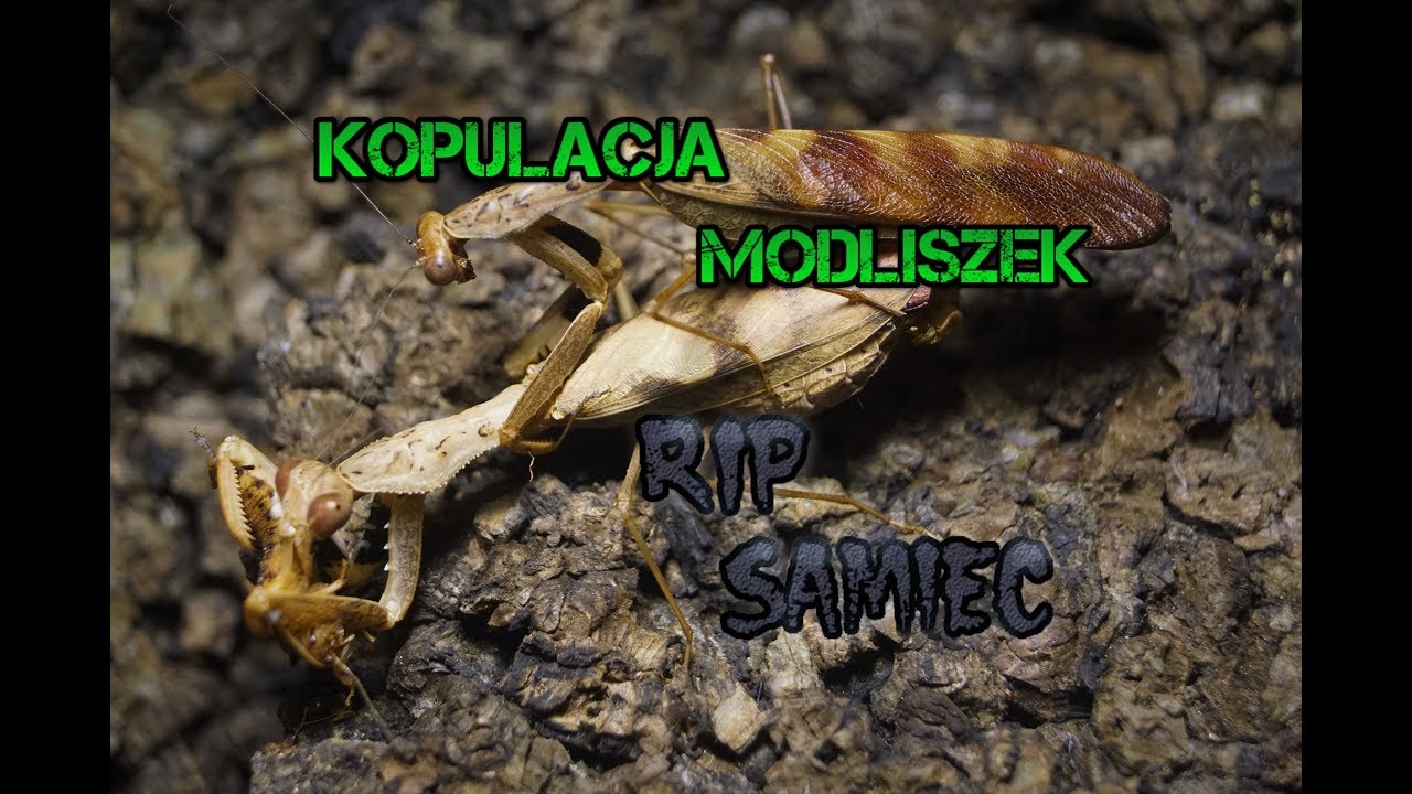 Tragiczna śmierć samca modliszki | Arachnolandia