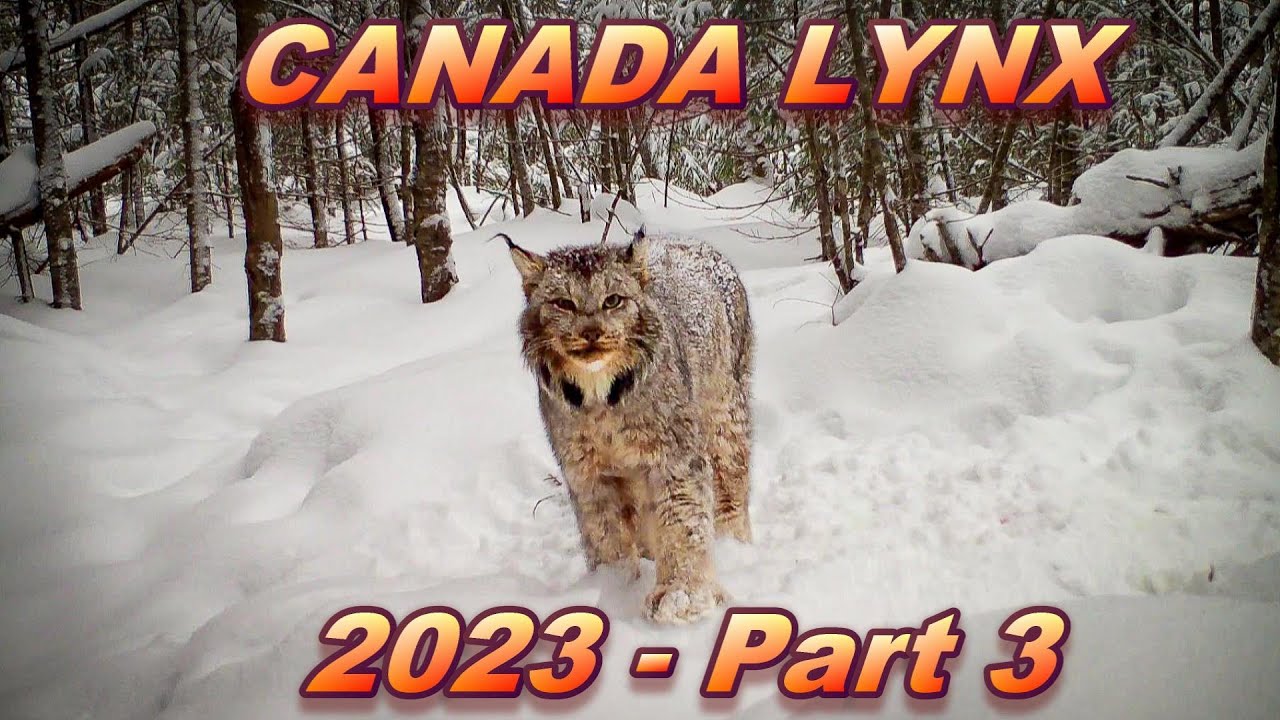 Canada Lynx 2023 | Part 3 ~