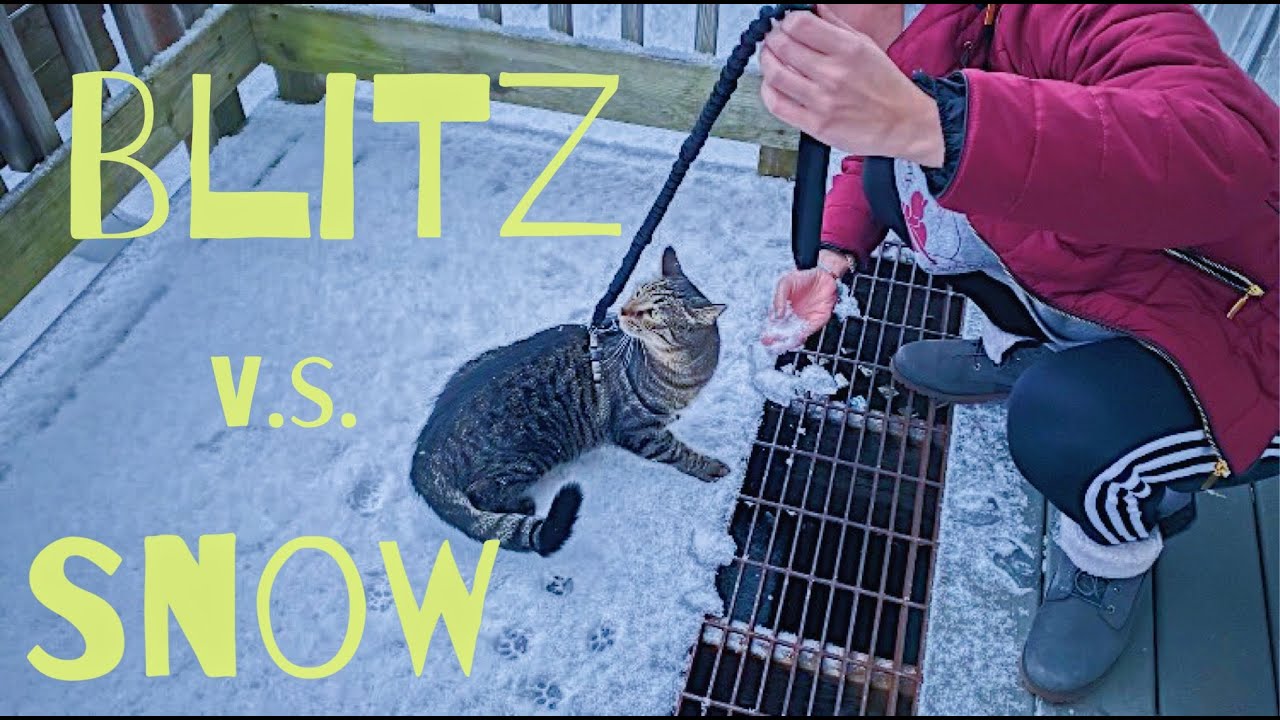Cat Seeing Snow For The First Time | He Hates It