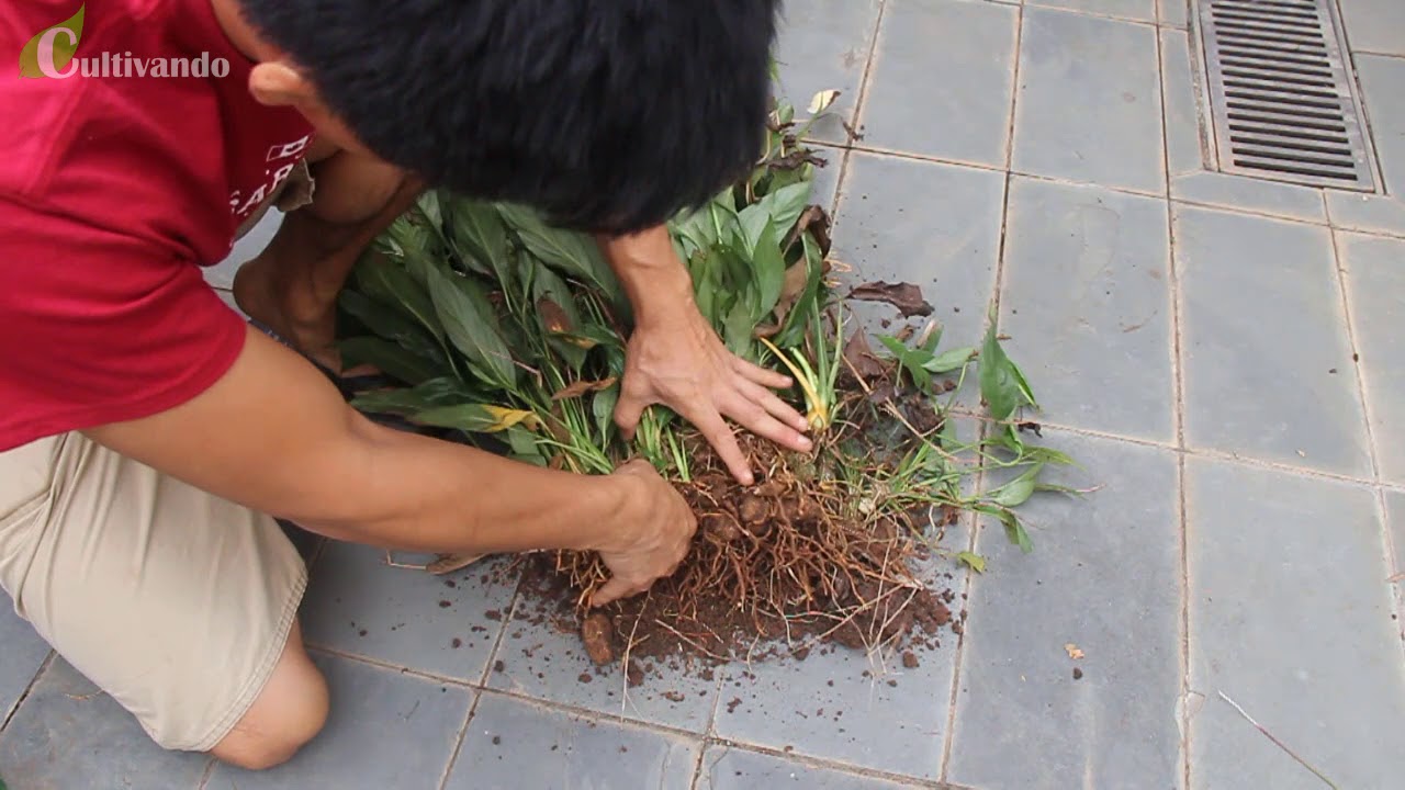 Dividindo touceiras (Divisão de plantas) - Multiplique facilmente suas plantas