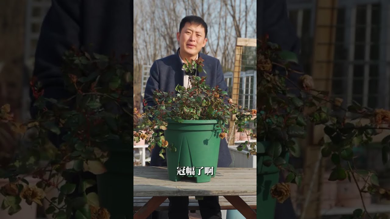 【天狼说月季】春天别给月季乱控水，小心春花全军覆没