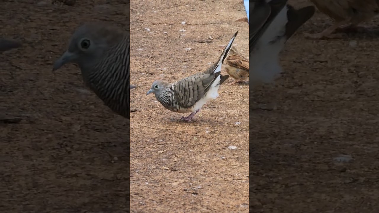 Zebra Dove Mating Call