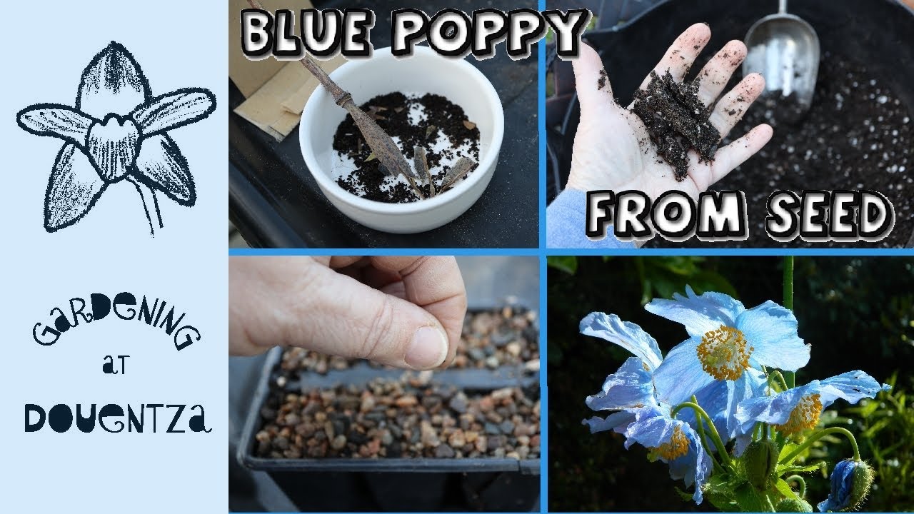 4 Types of Blue Meconopsis Poppy from Seed || Stratification Explained