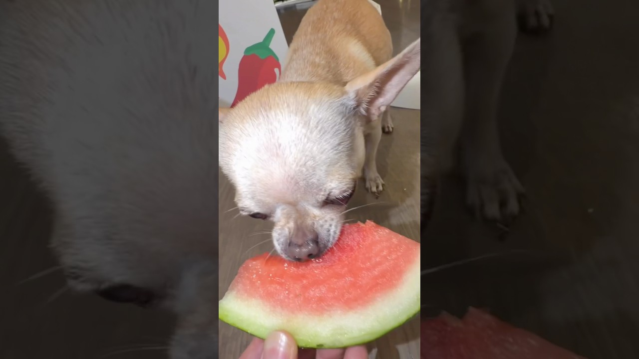 OUR DOG EATS WATERMELON..😂😍