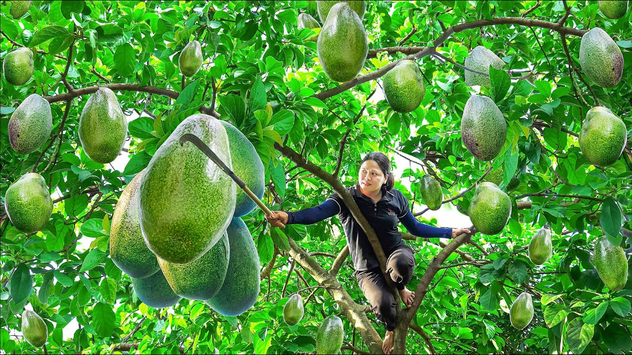 Harvesting Avocado - Make Fried Avocado Go to the market sell - Alma Daily Life