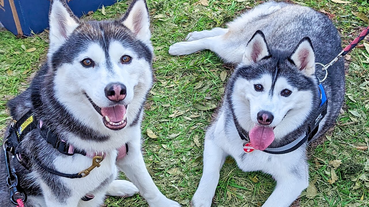 My Husky Met Her REAL Sister!  Kira Meets Her Sister Piper!