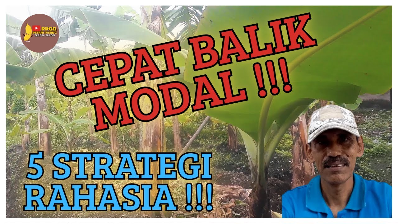 YUK KITA BAHAS!! Bisnis Pisang CEPAT BALIK MODAL? Ini STRATEGY NYA!