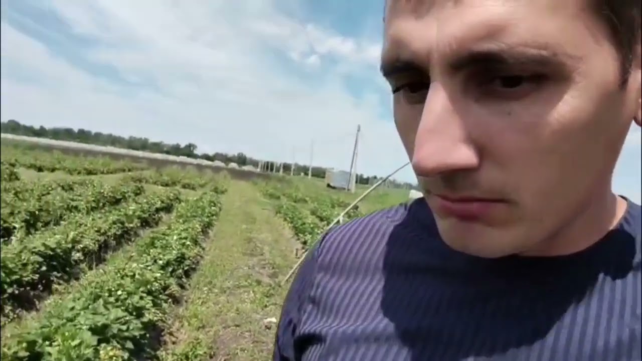 Один из самых урожайных сортов клубники, Крапо 10.
