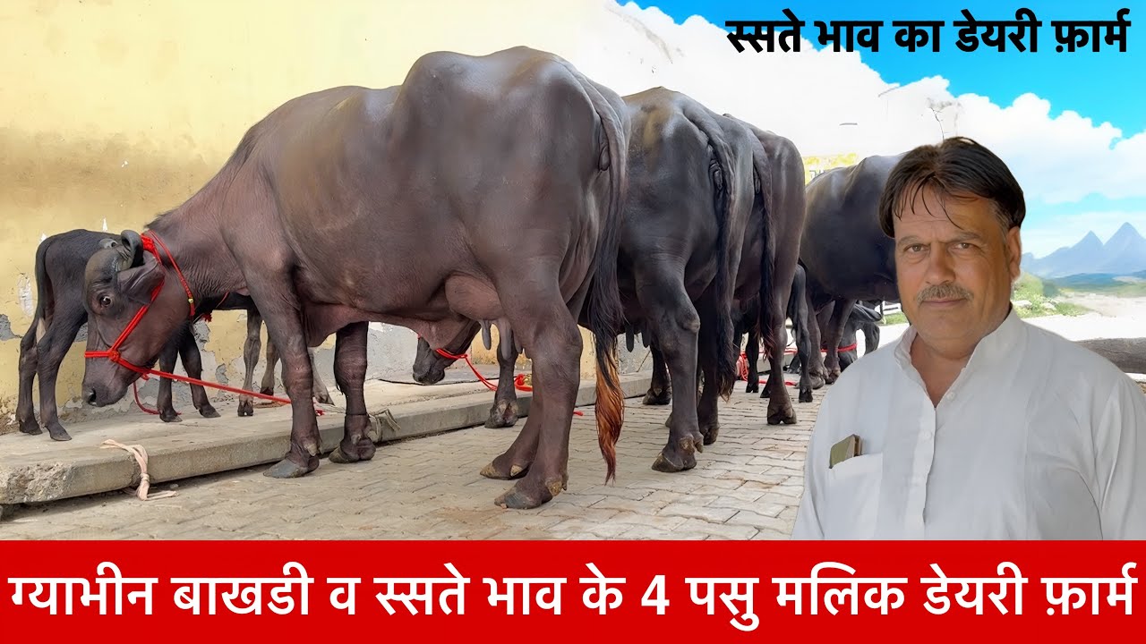 ग्याभीन बाखडी व 4  भसै स्सते भाव की मलिक डेयरी फ़ार्म सामलो कंला  Surajmal Bhai ✅