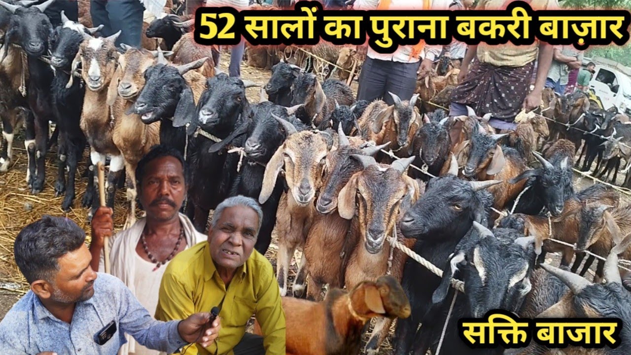 सक्ति बकरी बाजार, जिला-सक्ति। SAKTI BAKARI BAZAR, Wednesday market sakti.@RakeshJoswantvlog