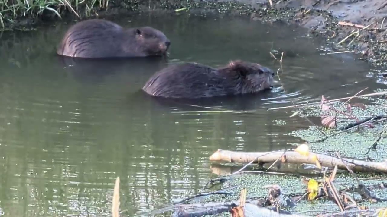 Two little beavers 