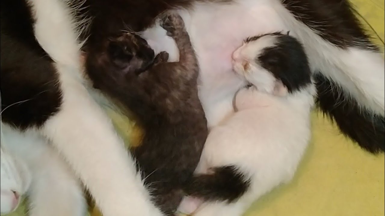 Mother Cat Feeding Milk To Her 4 Kittens But Her Kittens Fighting For Milk Bar