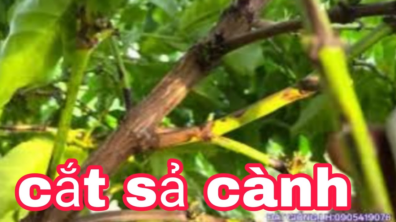 Cắt cành cho cà phê thu bói|làm cành cà phê