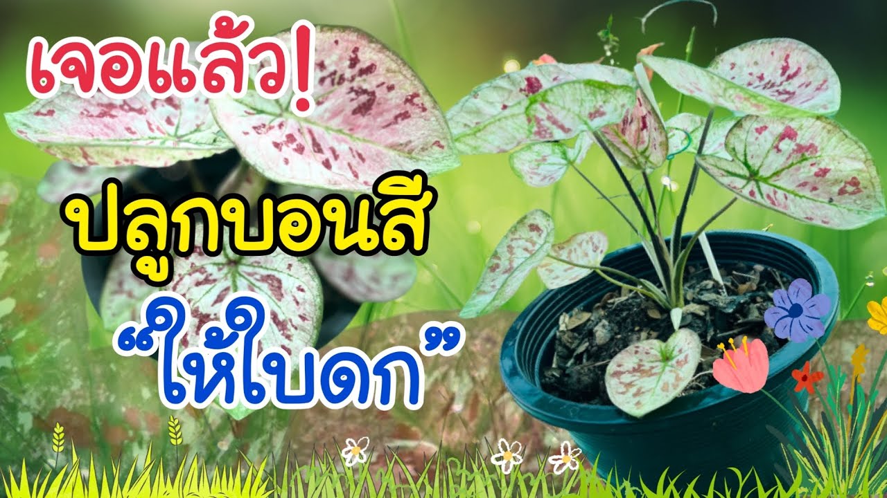 💯ช็อกเทคนิค!! การปลูก