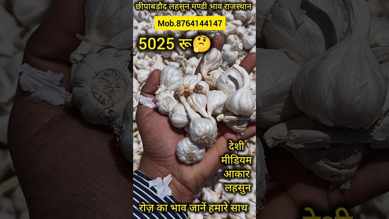 Desi medium size garlic. Today's garlic rates. Garlic price. Lahsun Bhav. #garlic #lahsun