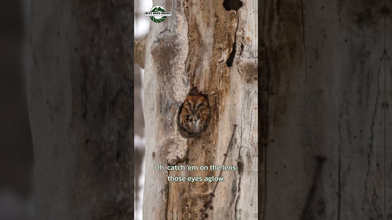 Silent Hunters #owl #screechowl #barredowl
