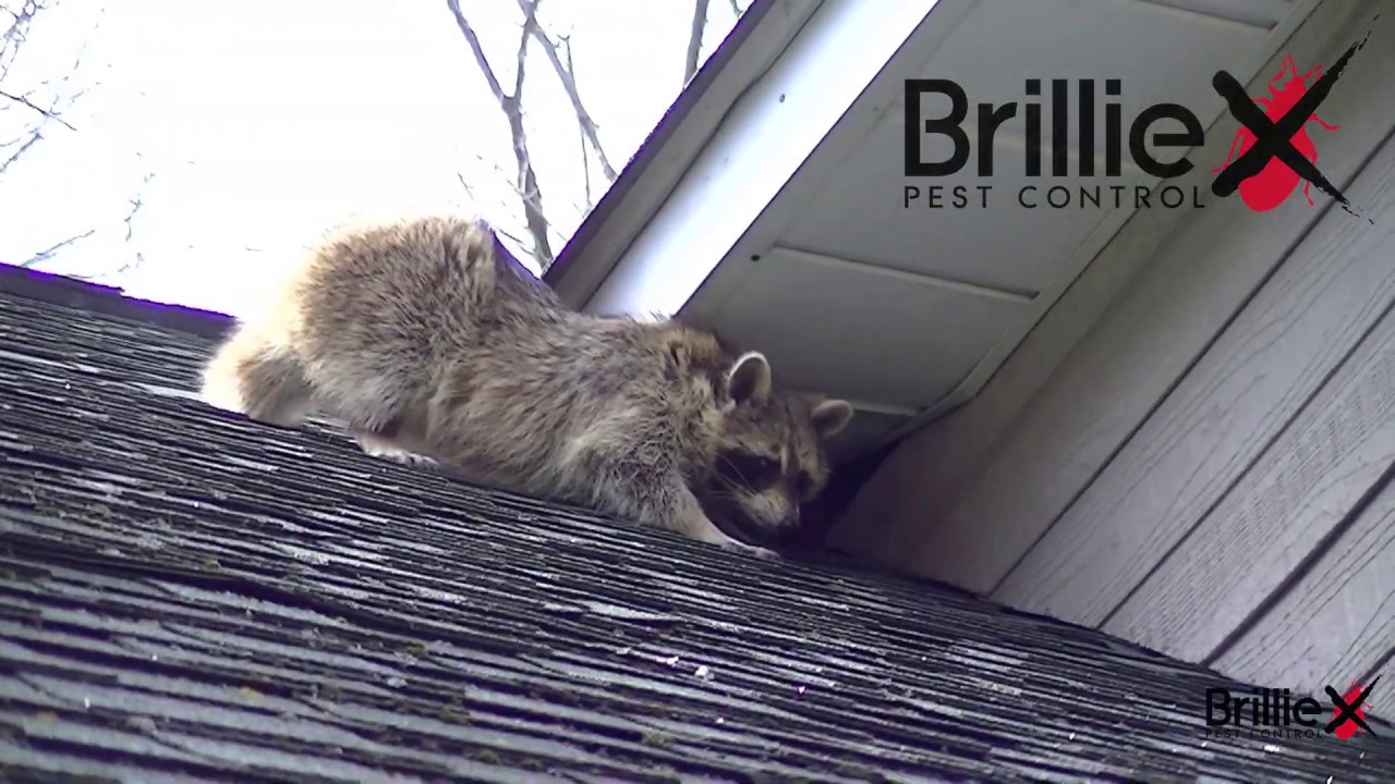 BRILLIEX PEST CONTROL - Raccoon Removal