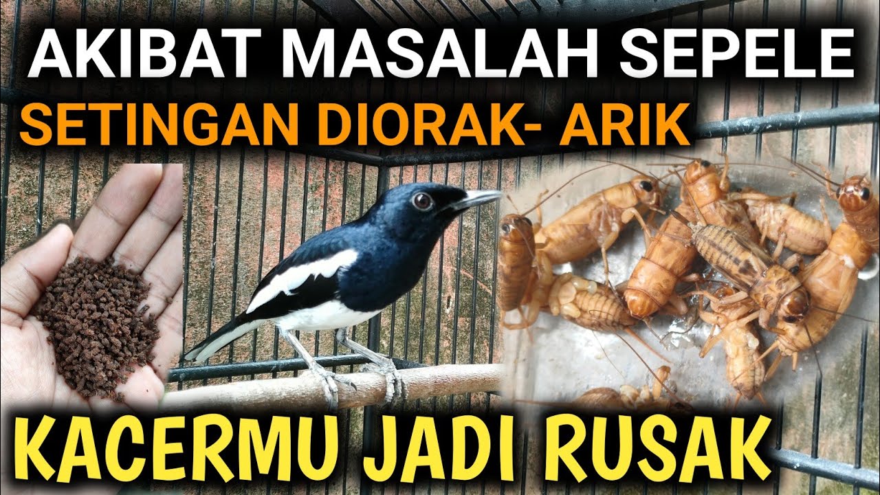 JANGAN SAMPAI SALAH‼️CARA MERAWAT BURUNG KACER METABOLISME CEPAT