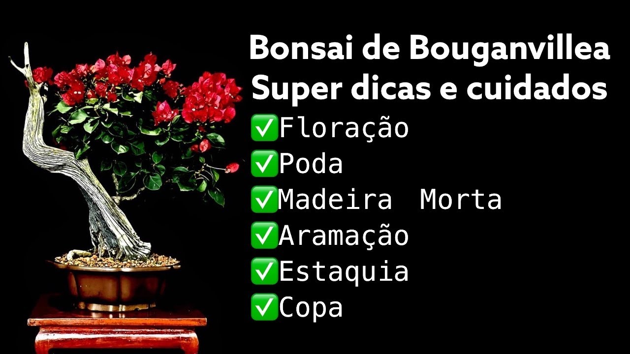 Bonsai de Bouganville - Dicas de Luiz Galvão - Cortes