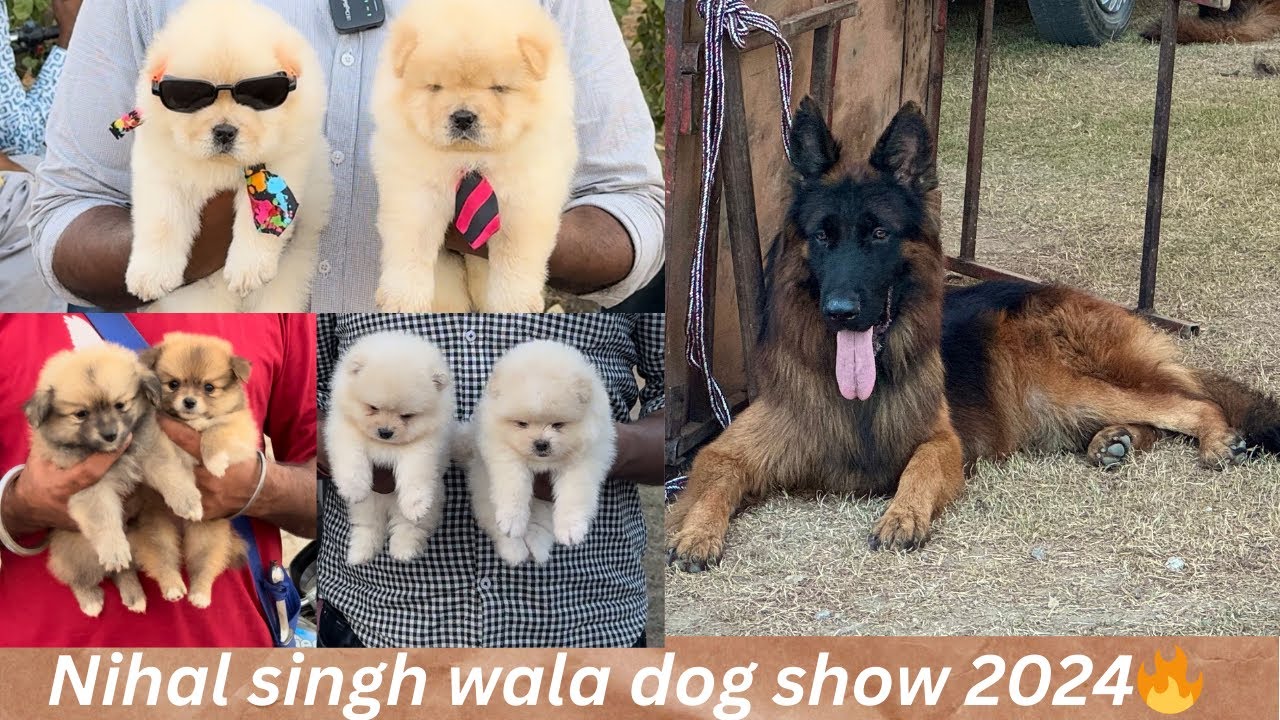 Dog Show in Nihal Singh Wala Punjab 2024-2025🔥🐶Cheapest Dog Market in Punjab 🐕‼️DHANOA KENNEL ❤️
