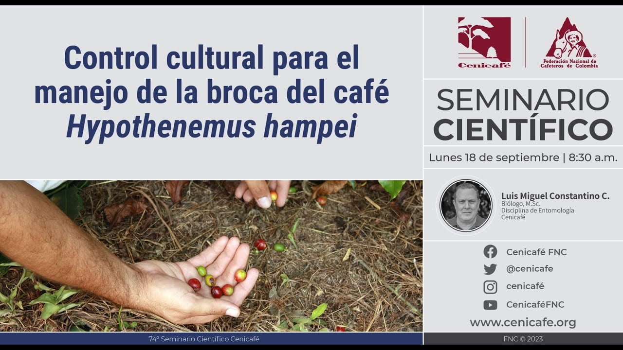 Control Cultural para el manejo de la broca del Cafe Hypothenemus hampei
