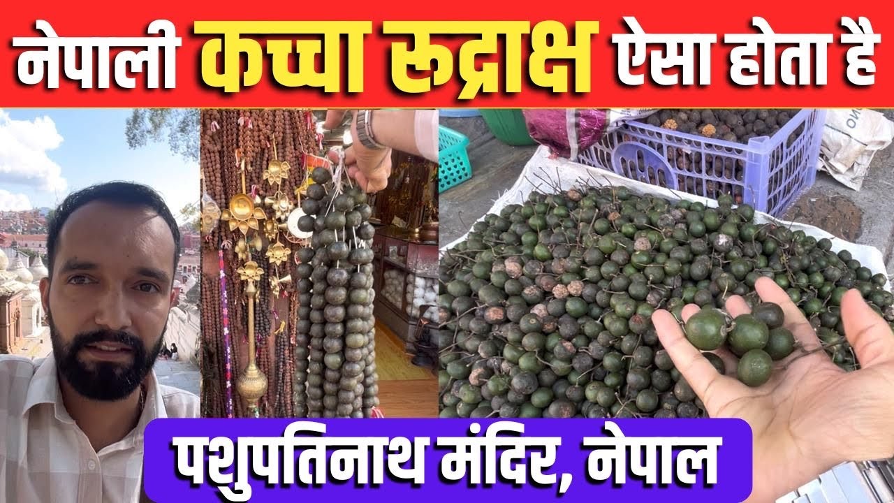 असली रुद्राक्ष का कच्चा फल | असली रुद्राक्ष की पहचान |haridwar market | Nepal Rudrakesh market 