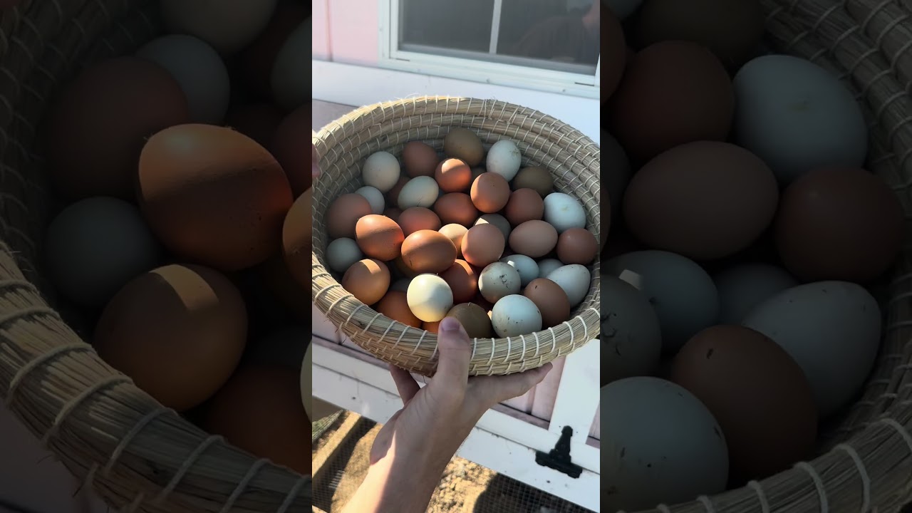 I can&rsquo;t believe how many eggs we are getting from our chickens right now!! Who needs some???