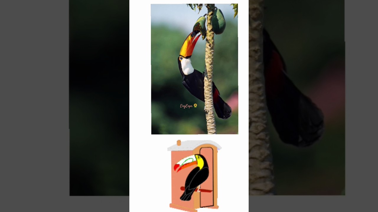 One Of The World's Most Expensive Bird😲| Large-Billed Birds With Vibrant Colors✨|