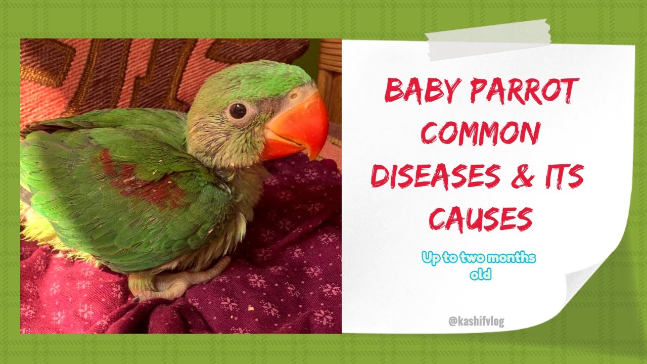 Baby parrot care &t tips - diseases and its cure ( Alexandrine & indian ringneck )