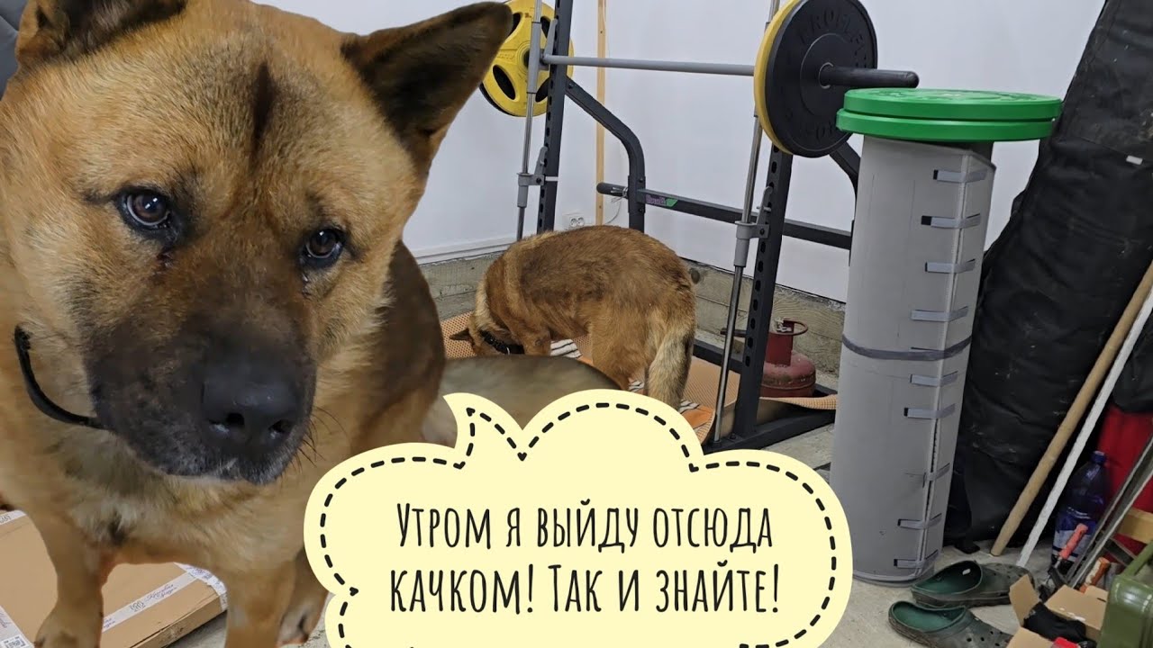 Закрыли Пса Кубика в гараже на ночь, теперь он страдает и тоскует