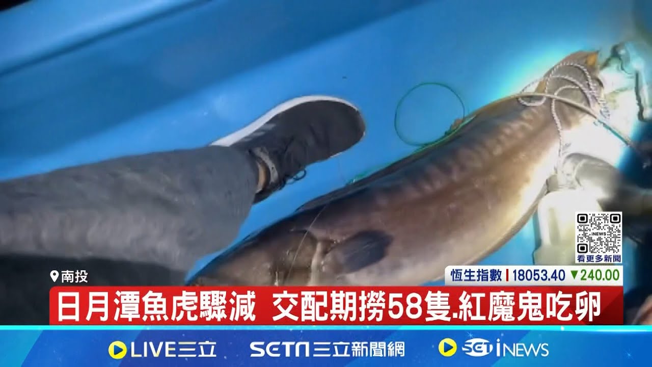 除魚虎出現成效了嗎? 日月潭魚虎驟減 交配期撈58隻.紅魔鬼吃卵 │記者 吳崑榆 陳逸潔 林韋志│【新聞一把抓】20240715│三立新聞台