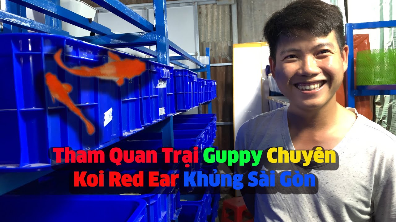 Tham Quan Trại Guppy Chuyên Koi Red Ear Khủng Sài Gòn / Ver 6
