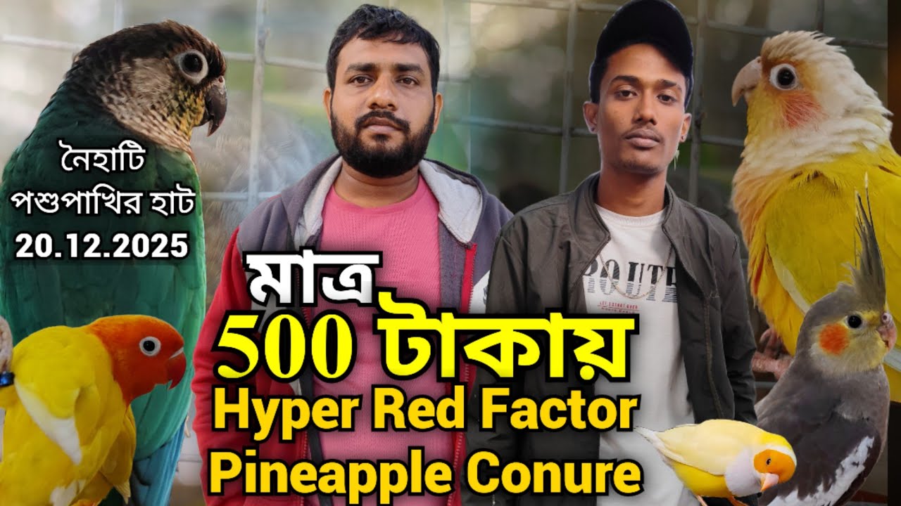 ।।মাত্র 500 টাকায় Hyper Red Factor Pineapple Conure।।Part -2।।Naihati Pet Market✨।।Exotic Birds।।