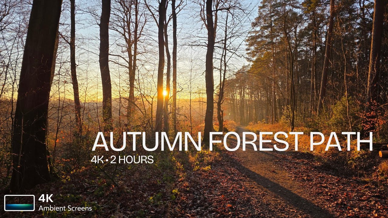 Autumn Forest Path | 4K Ambient Still Image for TV