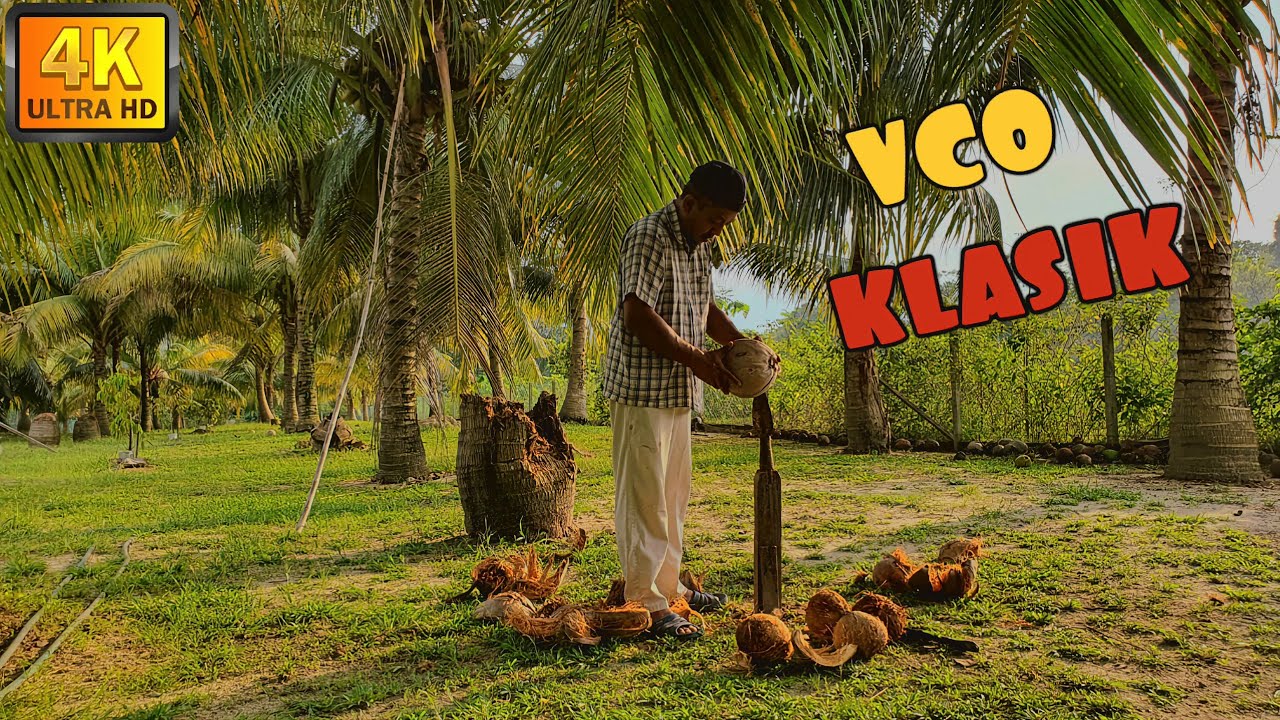 ✅ OIL EP4|| RAHSIA BUAT MINYAK KELAPA DARA VCO TANPA DIPANASKAN