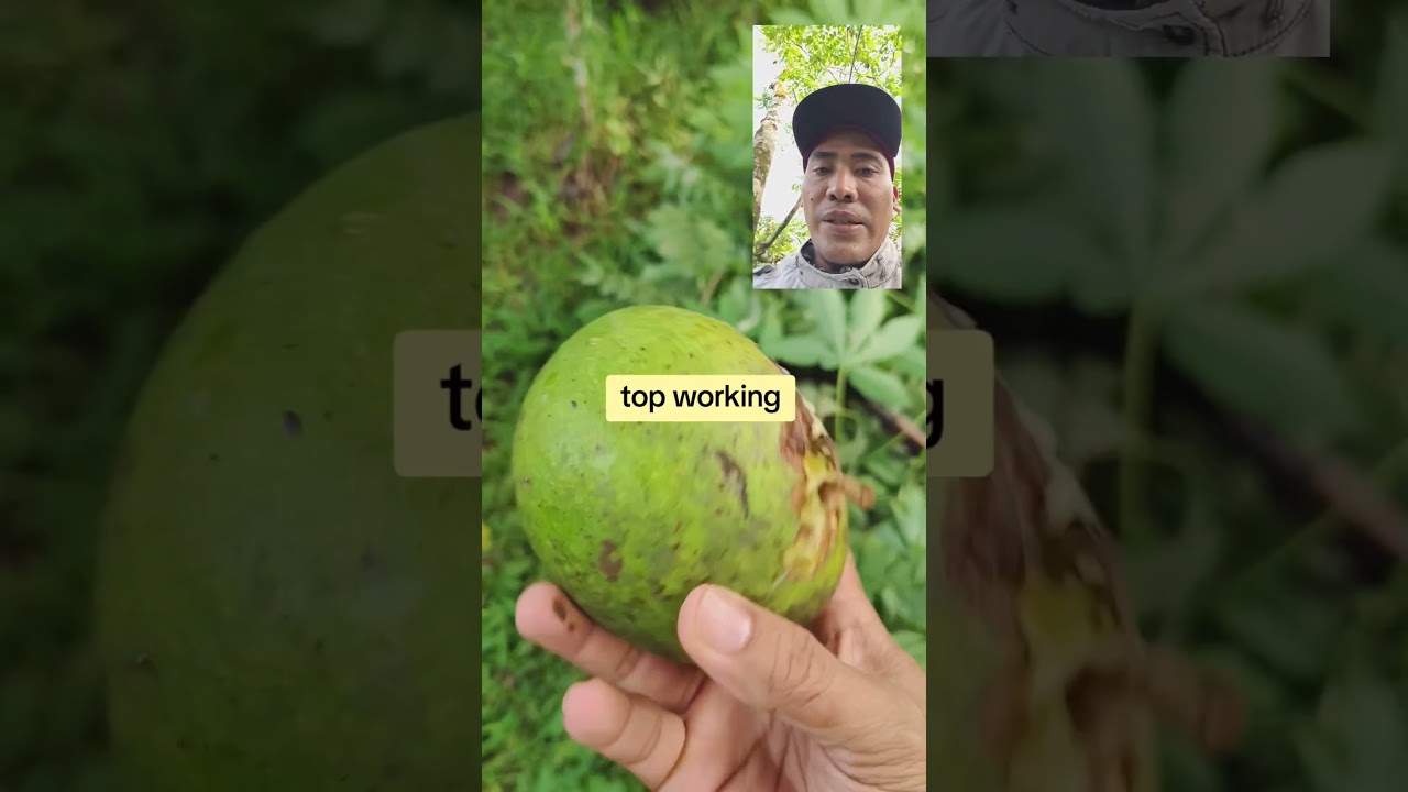 top working alpukat 2 jenis dalam 1 pohon #agrotoko #topworking #alpukatmiki #alpukatkendil